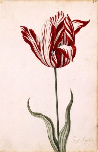 Tulpe Wikipedia